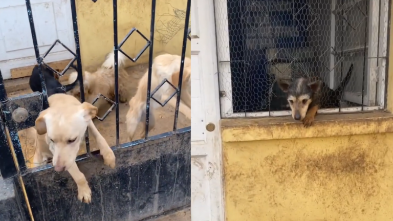 Se hizo pasar por hogar temporal de animales para maltratarlos: Rescatan a 23 perros y un ave rapaz en Conchalí
