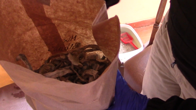 Chocolates alucinógenos: PDI desarticula laboratorio de hongos en Pichidegua