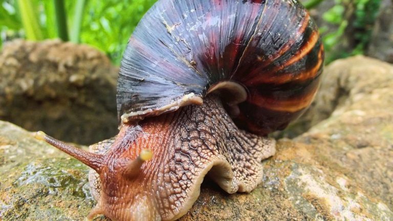 Alerta por caracol gigante africano detectado en Chile: Estos son los riesgos para la salud y el medio ambiente