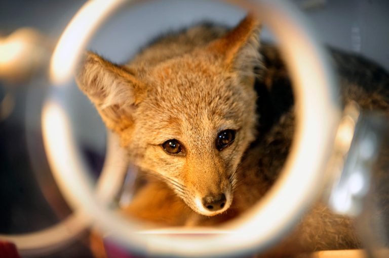 ¿Dónde estará? Captan a zorrito culpeo rondando mall Plaza Egaña y armaron operativo de búsqueda