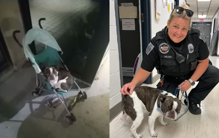 Dueño tomó el vuelo sin él: Perrito fue abandonado en un coche en el estacionamiento de un aeropuerto