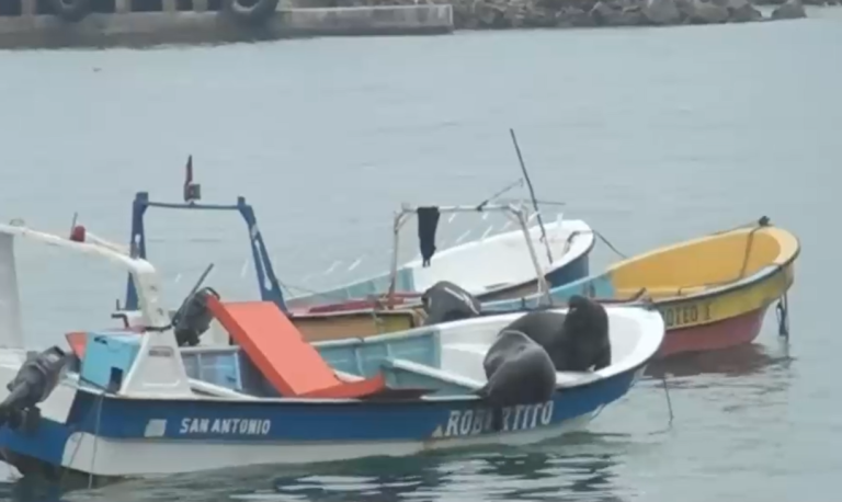 Pescadores en guerra: Exigen a la autoridad que controle la sobrepoblación de lobos marinos en San Antonio