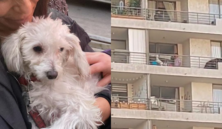 Detienen a acusado de maltratar a perrita en departamento de Ñuñoa