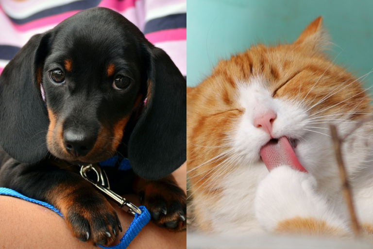 ¿Cuáles son las vacunas obligatorias por ley para perros y gatos en Chile?