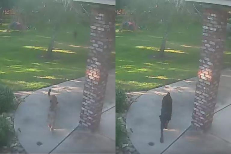 ¡Un héroe! Perro persiguió a puma que ingresó al patio de su casa en Estados Unidos