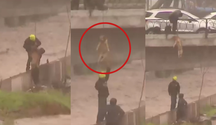 ¡Heroica acción! Desconocidos rescataron a perritos atrapados tras crecida del Río Mapocho