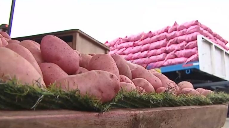 ¡Hasta 36 mil pesos el saco de papas! Pérdidas agrícolas y poca producción provocaron alza en su precio