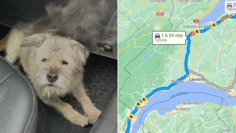 Lucky, la perrita que recorrió 163 kilómetros en solo una noche para reencontrarse con su dueños