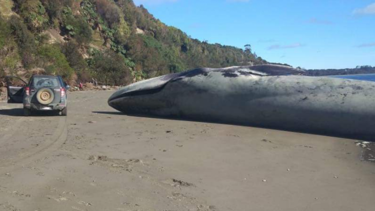 Ballena azul varó sin vida en Puerto Elvira de Ancud
