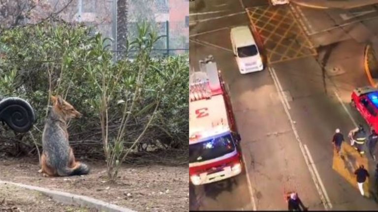 Zorro visto en Las Condes fue capturado en el patio de una casa: Es el mismo ejemplar captado en Ñuñoa