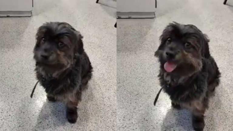 Alerta de perrito perdido: Metro de Santiago busca a papás perrunos