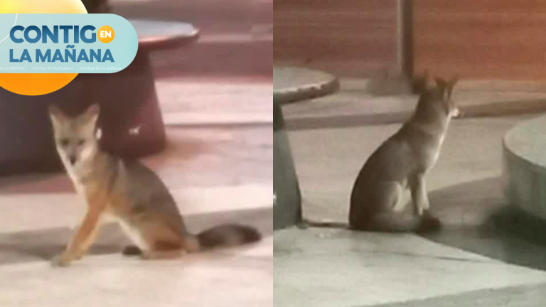 ¿Será por la ola de calor? Registro muestra a zorro en sector de Plaza Egaña