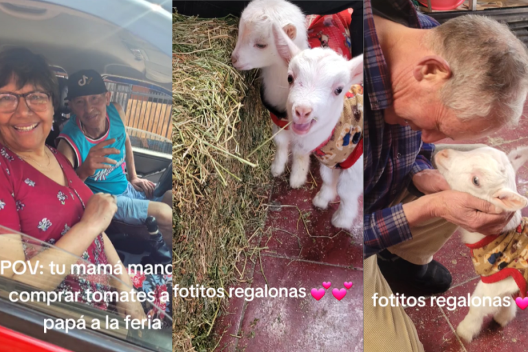 Hombre fue enviado a comprar tomates y llegó con 2 chivos para evitar que se los coman en Fiestas Patrias