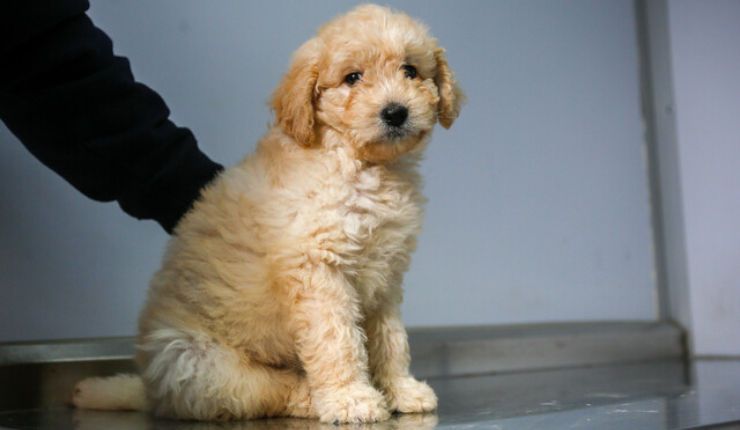 Consejo Constitucional rechaza “Chile por los Animales”: Era la iniciativa popular más votada