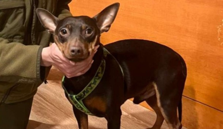 Buscan a tutores de perrito perdido en manifestaciones de Santiago