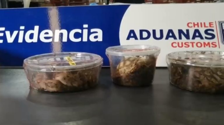 Contrabando de animales exóticos en Chile: Aduanas descubrió serpientes y tortugas en envases de plástico