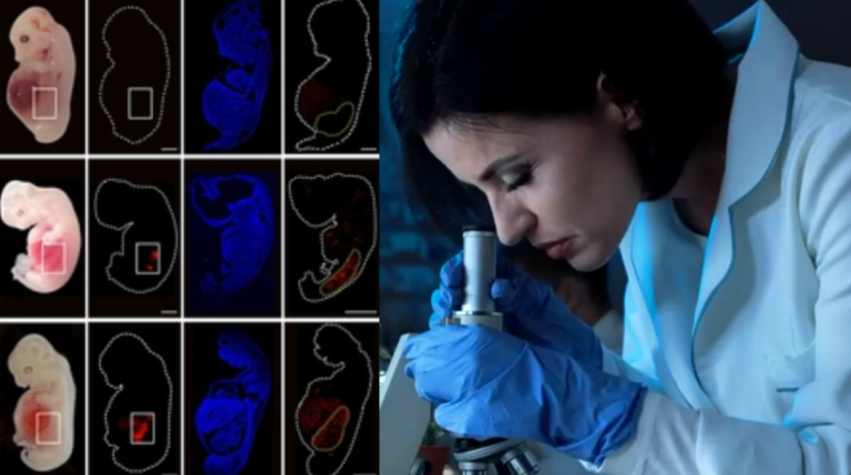 Científicos logran cultivar por primera vez un órgano humano dentro de un embrión de cerdo