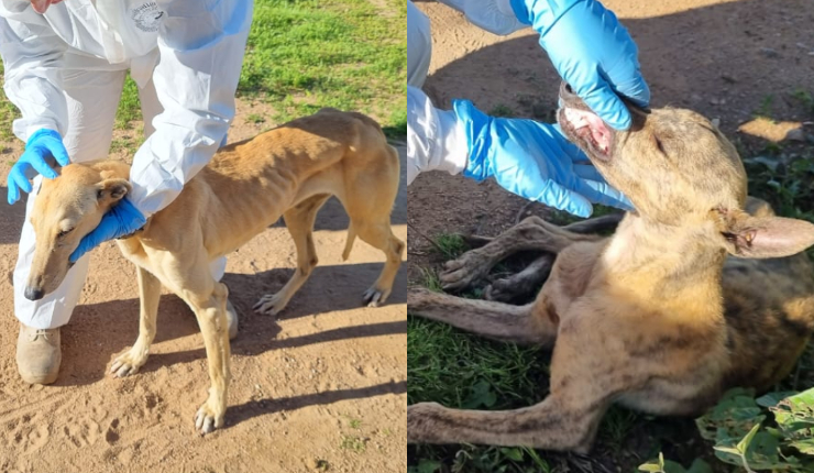 Detienen a un hombre por maltrato de galgos en San Pedro de Melipilla