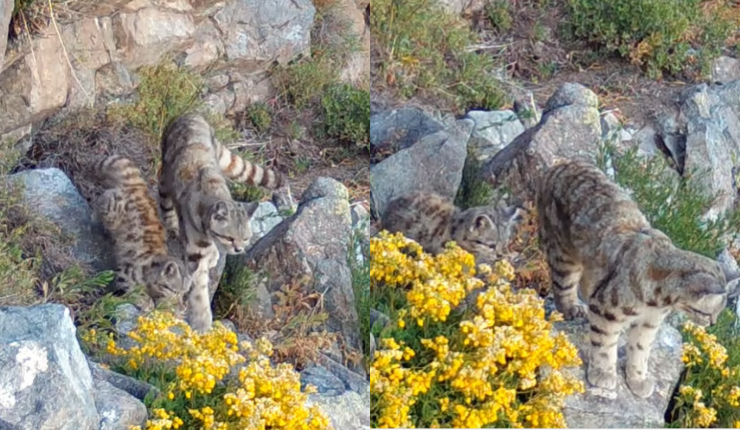 Captan a gato andino caminando junto a su cría en cordillera de Santiago