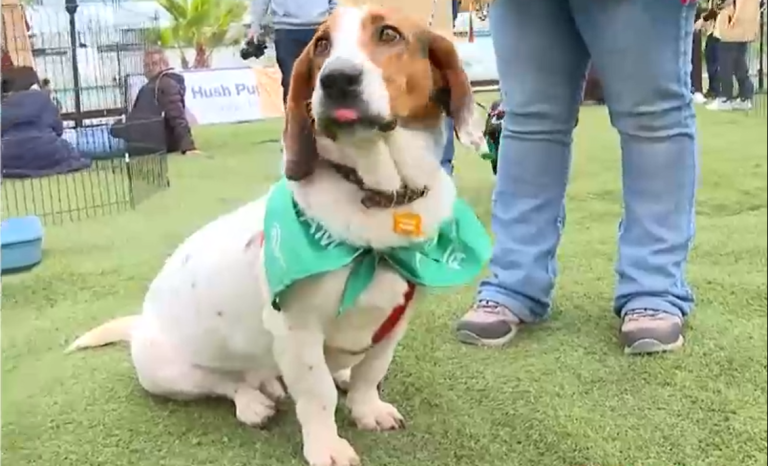 ¡Final feliz! Perrito 