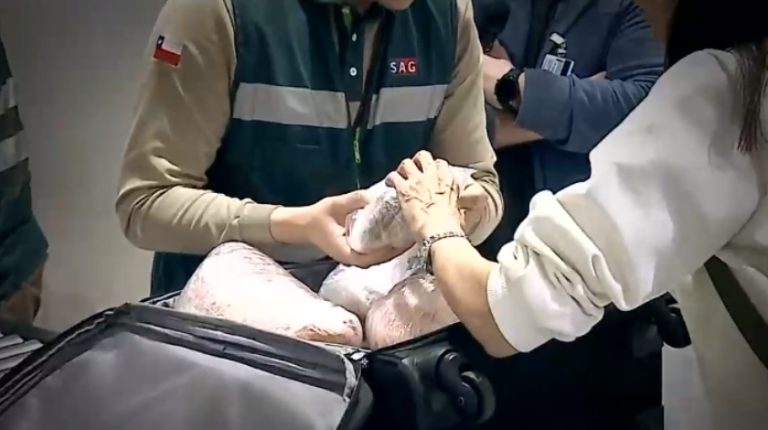 Alerta aeropuerto: Chile el punto neurálgico en las rutas de traslado de sustancias ilícitas