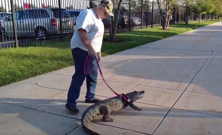Hombre intentó entrar al estadio con su caimán de apoyo, pero no lo dejaron: 