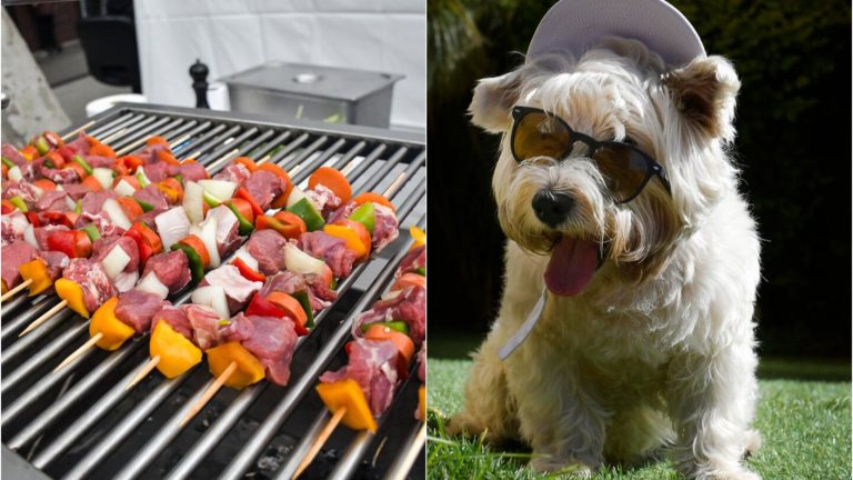 ¡Ojo con la cebolla! Los alimentos prohibidos para mascotas en Fiestas Patrias