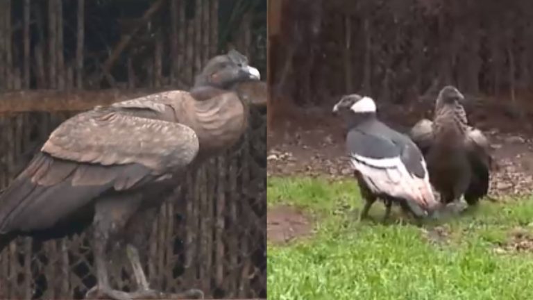 Conoce a Betty, un cóndor hembra que nació en Polonia y se viene a Chile