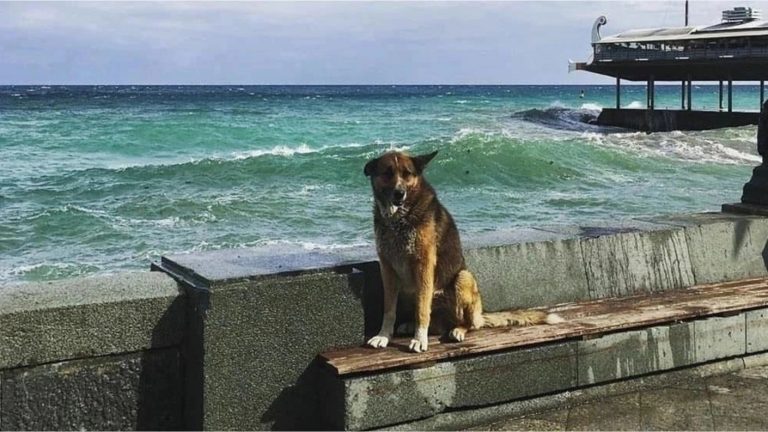 Hachiko del Mar Negro: Falleció perrito que esperó 12 años a su dueño