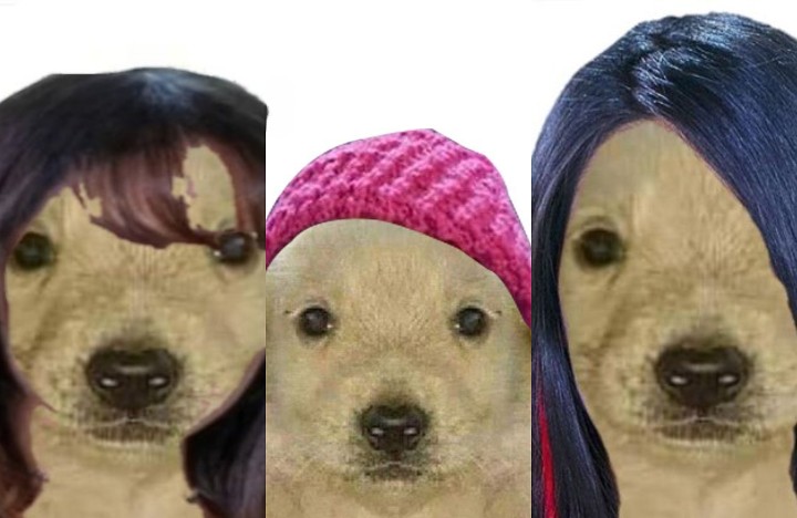 Los memes de perritos a lo Gran Hermano que son furor en redes: 