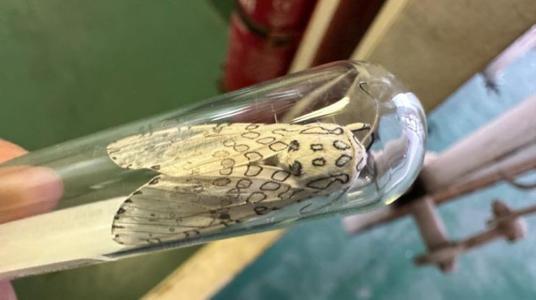 Polilla Leopardo: SAG detecta insecto que podría provocar graves daños en la agricultura