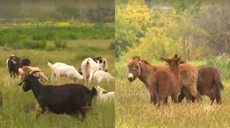 Crisis en granja municipal de Maipú: Animales se reprodujeron sin control y buscan darlos en adopción