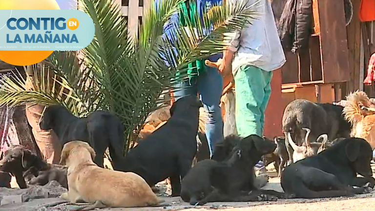 Peligro en la vía pública: Vecinos denuncian que jauría de perros atacan a varias personas