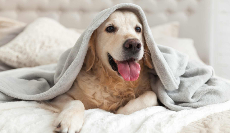 Experta recomienda no dormir junto a mascotas: Estos son los riesgos