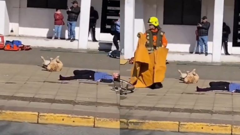 Perro fingió su muerte en pleno simulacro de accidente de tránsito en Puerto Montt: 