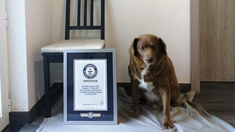 Murió el perro más longevo del mundo a los 31 años: 