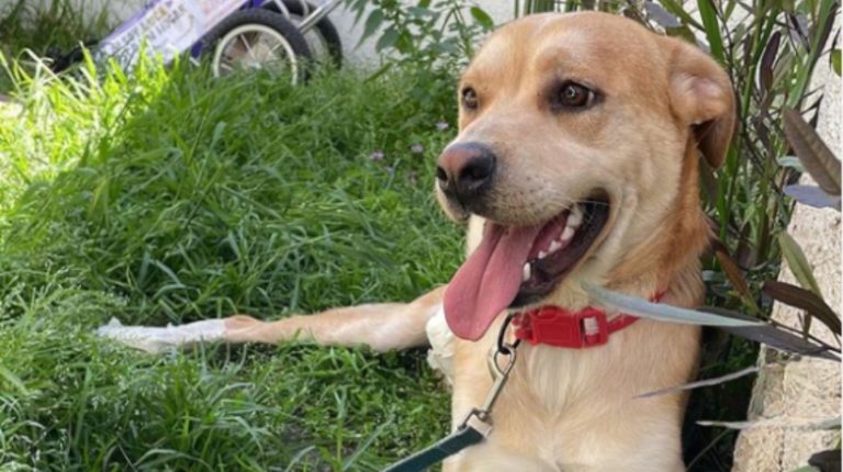 Un hogar para Luca: Perrito parapléjico viñamarino busca una familia definitiva