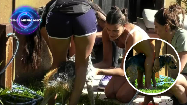 Radiante y guapo: Bigote quedó impecable con nuevo baño en Gran Hermano