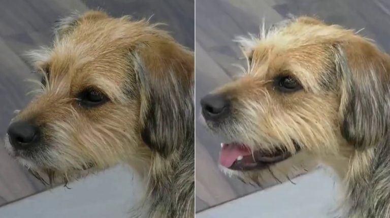 ¡No entendía nada! Bigote sacó carcajadas a Coni Capelli con sus expresivas muecas en Gran Hermano