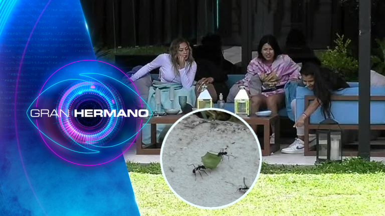 Vivi y Eskarcita hicieron de comentaristas con pelea de hormigas: “Qué maletera”