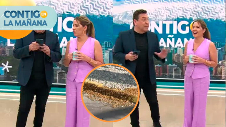 JC entregó inesperada solución para sacar panal de abejas de tu casa: “Retira las cámaras”