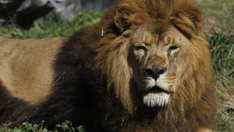 León se escapa de un circo y prende las alarmas en Italia