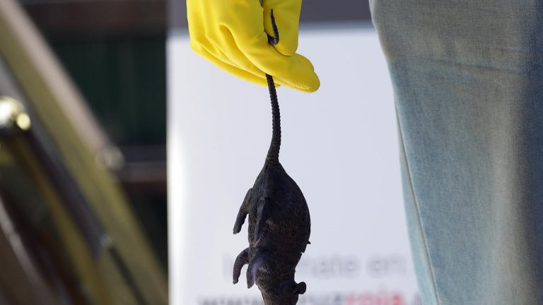 Confirman primera muerte del 2023 por virus Hanta en la Región Metropolitana