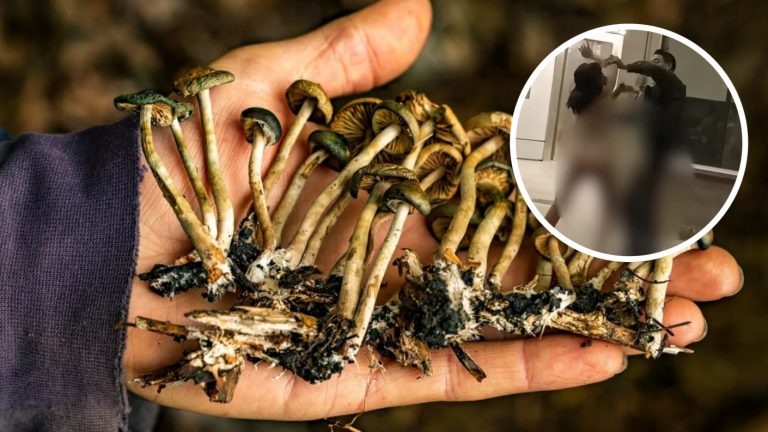 Mujer desnuda en Aeropuerto reabre debate sobre hongos alucinógenos: ¿Cuáles son sus efectos?