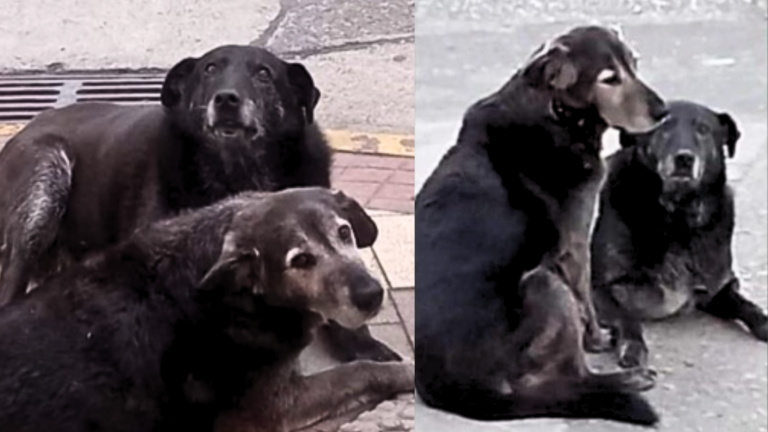 Encontraron a perros desaparecidos en Valdivia: Cuerpos estaban enterrados en patio de gimnasio