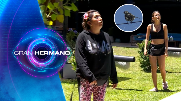 Coni y Pincoya iniciaron cruzada para defender a pajarito en peligro en Gran Hermano