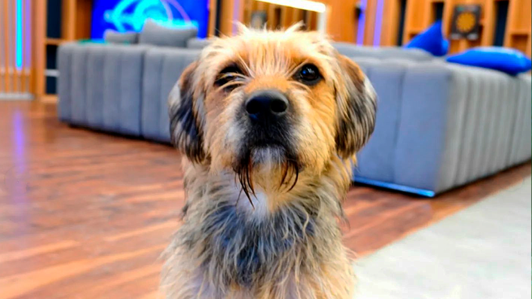 Lo más tierno que verás hoy: Así era Bigote antes de llegar a la casa de Gran Hermano