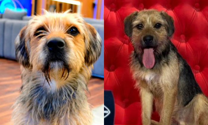 ¿Dónde está Bigote? Coni Capelli reveló quién está cuidando a su perro tras salida de GH