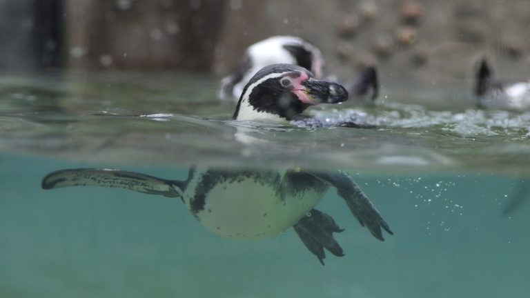Zoológico Metropolitano tendrá entrada gratuita por tiempo indefinido: ¿Cuándo comienza la medida?