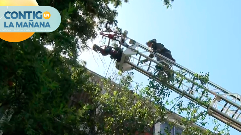 Operación rescate: Bomberos ayudó a gatito atrapado desde hace tres días en un árbol